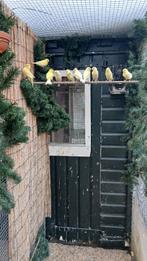 vogels, Meerdere dieren, Kleurkanarie