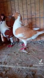 Koppel, Dieren en Toebehoren, Meerdere dieren