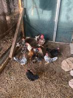 Serama hanen, Dieren en Toebehoren, Pluimvee, Mannelijk, Kip