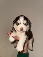 Knappe Pomksy puppy’s ter resevering, Rabiës (hondsdolheid), 8 tot 15 weken, Poolhond, Meerdere