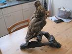 opgezette vogel, Ophalen, Zo goed als nieuw, Vogel, Opgezet dier