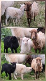 bruine ouessant ooi lammetjes, Dieren en Toebehoren, Schapen, Geiten en Varkens, Meerdere dieren, Schaap