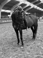 bijrijd paard/pony gezocht / bijrijder aangeboden, Ophalen of Verzenden, Zo goed als nieuw