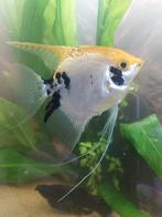 maanvis vrouw, Dieren en Toebehoren, Vissen | Aquariumvissen, Vis