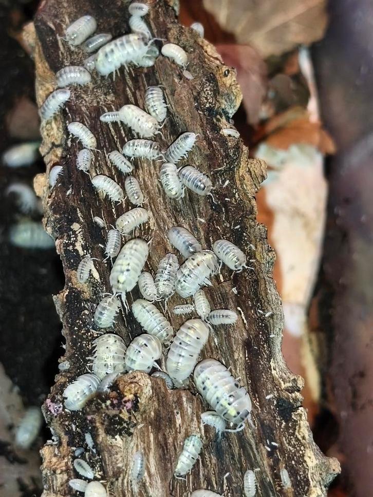 Armadillidium vulgare magic potion - 10 stuks voor € 10,00, Dieren en Toebehoren, Insecten en Spinnen, Overige soorten