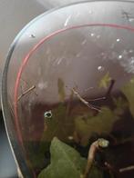 Indische wandelende takken, Januari, Geslacht onbekend