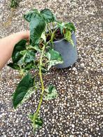 Syngonium mottled kamerplant, Huis en Inrichting, Kamerplanten, Overige soorten, Ophalen of Verzenden, Minder dan 100 cm, Volle zon