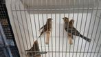 Mexicaanse  roodmus, Dieren en Toebehoren, Vogels | Overige Vogels, Meerdere dieren