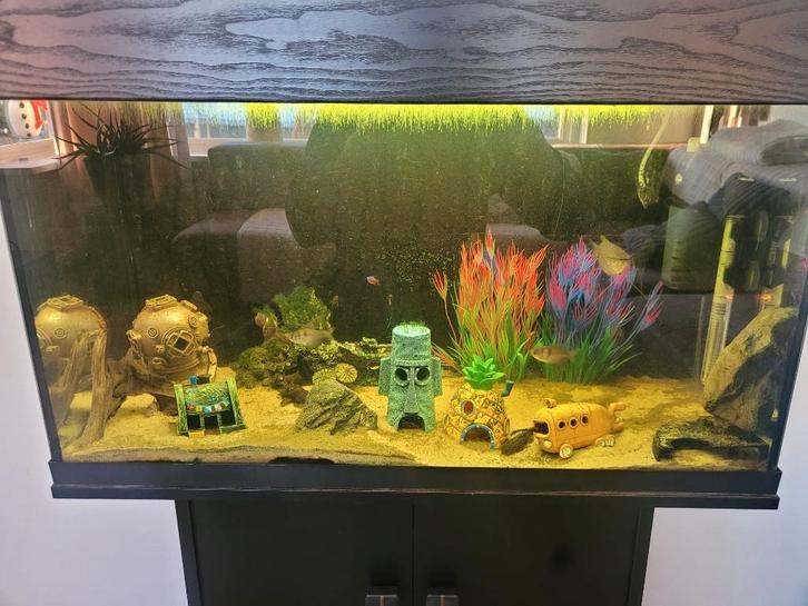 Aquarium, Dieren en Toebehoren, Vissen | Aquariumvissen, Zoetwatervis, Vis, Schoolvis