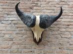 Kaffer buffel schedel opgezette afrika opgezet hert gewei, Verzamelen, Dierenverzamelingen, Wild dier, Ophalen, Schedel