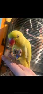 Tamme halsbandparkiet, Dieren en Toebehoren, Mannelijk, Parkiet, Tam