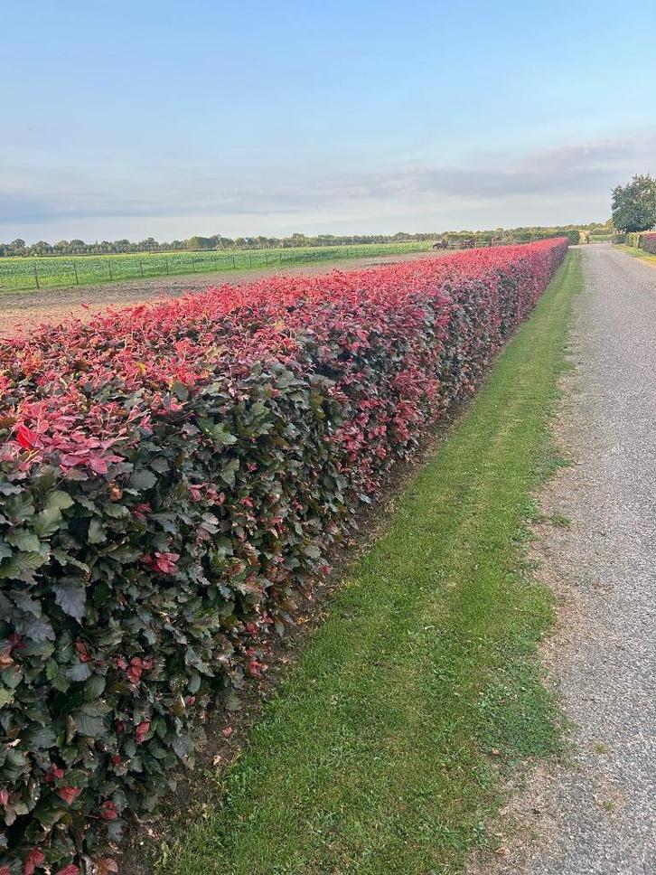 Beukenhaag, Tuin en Terras, Planten | Struiken en Hagen, Haag, Beukenhaag, 100 tot 250 cm, Ophalen