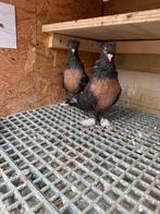 Miro, Dieren en Toebehoren, Vogels | Duiven