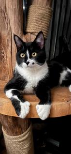 Goudmandje Gez.KaterKoen! Maine coon /Toxedo Polydactyl, Kater, Gechipt, 3 tot 5 jaar