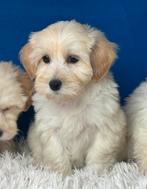 Maltipoo pups 5 reutjes 1500€ 1 teefje 1600€, Nederland, Parvo, Overige rassen, 8 tot 15 weken