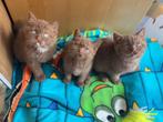 Cinnamon latent DBE ) dominant Bleu eyes, Dieren en Toebehoren, Katten en Kittens | Raskatten | Korthaar, Meerdere dieren, Gechipt