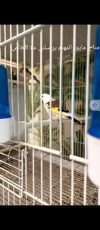 te koop major putters