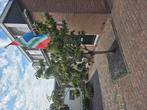 sierkersen boom, Tuin en Terras, Ophalen, Volle zon, Overige soorten