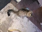 Mooie poes, Dieren en Toebehoren, Katten en Kittens | Overige Katten, Poes, Langharig, 6 jaar of ouder