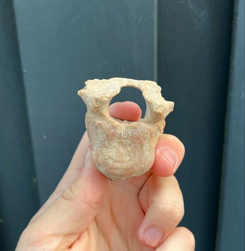 Holenbeer wervel Oostenrijk T8, Verzamelen, Mineralen en Fossielen, Fossiel, Ophalen of Verzenden