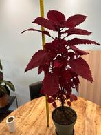 Kleurrijke Coleus Siernetel – bijna 80 cm Hoog!, Huis en Inrichting, Kamerplanten, Ophalen, Overige soorten, Minder dan 100 cm