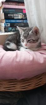 Drie kittens zoeken een nieuw huisje!, Dieren en Toebehoren, Katten en Kittens | Overige Katten, Meerdere dieren