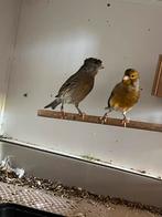 2 koppels Harlekijnen te koop, Meerdere dieren, Kleurkanarie