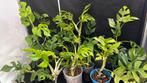 Monstera Minima’s - Rhaphidophora Tetrasperma Variegata Albo, Ophalen of Verzenden, Overige soorten, Minder dan 100 cm