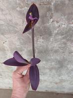 Tradescantia Purple Heart - Donkerpaarse Kamerplant, Ophalen, Overige soorten, Halfschaduw, In pot