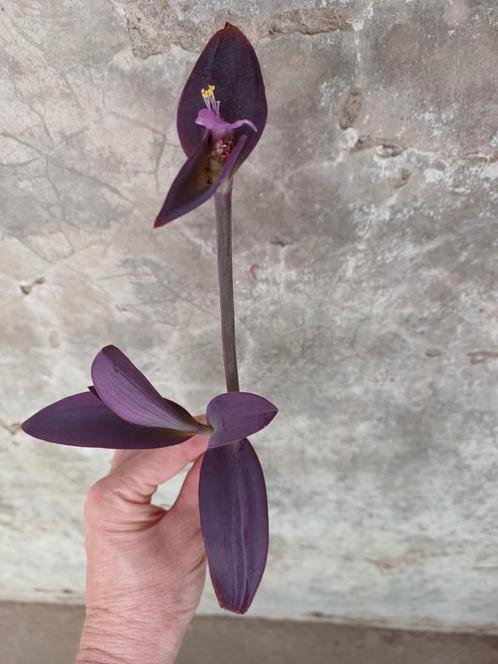 Tradescantia Purple Heart - Donkerpaarse Kamerplant, Huis en Inrichting, Kamerplanten, Overige soorten, Minder dan 100 cm, Bloeiende kamerplant