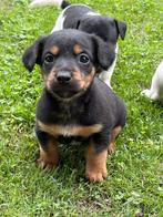 Jackrussell pups (laagbenig), Dieren en Toebehoren, Honden | Jack Russells en Terriërs, Rabiës (hondsdolheid), Jack Russell Terriër