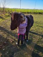 Gezocht verzorgster, Dieren en Toebehoren