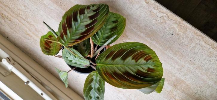 Maranta massangeana black plant, Huis en Inrichting, Kamerplanten, Minder dan 100 cm, Halfschaduw, Ophalen of Verzenden