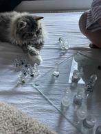 Dekater brits long haar, Dieren en Toebehoren, Kater, Ontwormd