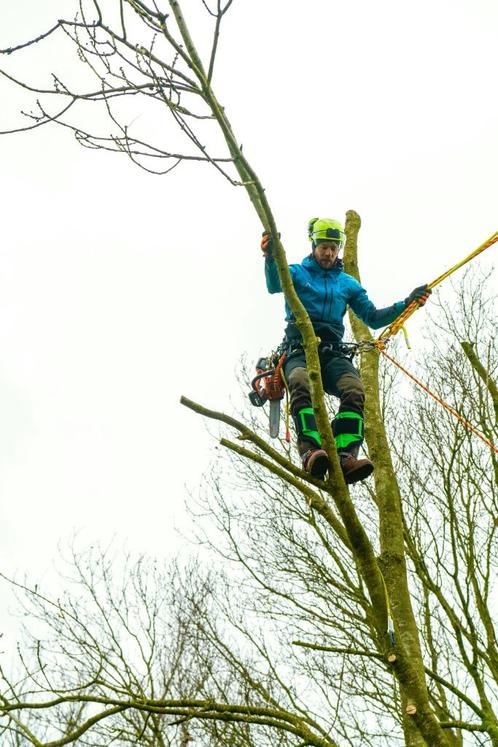 Bomen verwijderen | Vellen | Snoeien | Versnipperen | Afvoer, Diensten en Vakmensen, Tuinmannen en Stratenmakers
