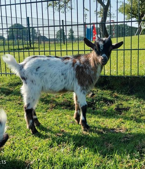 2 dwerggeit bokjes, Dieren en Toebehoren, Schapen, Geiten en Varkens, Geit, Mannelijk