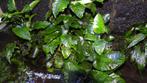 Anubias Aquarium plant., Dieren en Toebehoren, Ophalen of Verzenden, Nieuw, Plant(en), Steen of Hout
