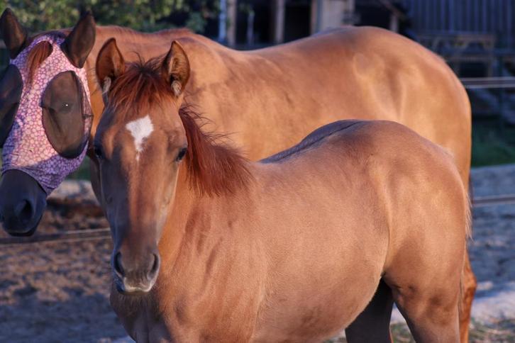 Quarter merrie veulen te koop, Dieren en Toebehoren, Paarden, Merrie, Minder dan 160 cm, 0 tot 2 jaar, Westernpaard, Met stamboom