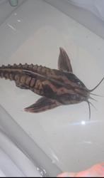 Megalodoras uranoscopus irwini catfish, Dieren en Toebehoren, Vissen | Aquariumvissen, Vis