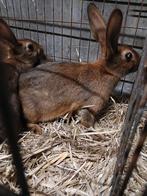 Belgische hazen, Vrouwelijk, Groot