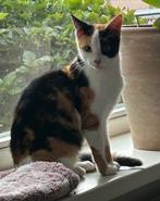 Lapjes poes, Dieren en Toebehoren