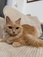 Ragdoll kruising poes, Poes