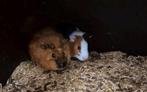 Mannetjes cavia, Dieren en Toebehoren, November, Mannelijk, Cavia