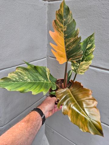 Philodendron Caramel Marble XXL p17 (1) beschikbaar voor biedingen