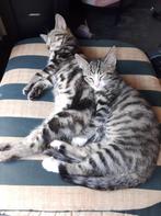 2 kittens zoeken diamanten mandje, Dieren en Toebehoren, Katten en Kittens | Overige Katten, Meerdere dieren, Kortharig, 0 tot 2 jaar
