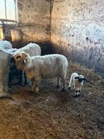 Walliser schwarznase ooi met ram lam, Dieren en Toebehoren, Vrouwelijk, Schaap