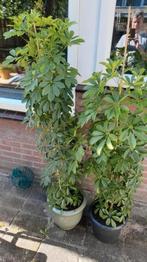 Schefflera vingersboom 130 en 150 cm hoog, Ophalen, Overige soorten, Halfschaduw, In pot