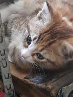 kitten lapje, Dieren en Toebehoren, Katten en Kittens | Raskatten | Korthaar, Poes, 0 tot 2 jaar