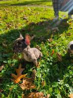 Blauwogig Merle Frans Boldog Eu-paspoort, België, Particulier, Reu, CDV (hondenziekte)