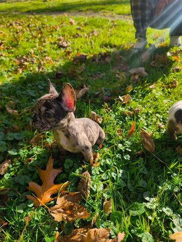 Blauwogig Merle Frans Boldog Eu-paspoort beschikbaar voor biedingen